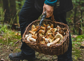 Жителю Гродно грозит до 10 лет тюрьмы из-за грибов
