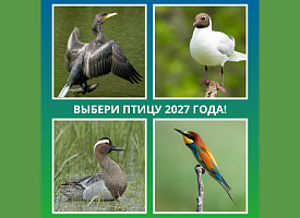 Кто станет Птицей года – 2027 в Беларуси, зависит от вас: объявляем голосование