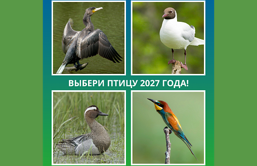 Кто станет Птицей года – 2027 в Беларуси, зависит от вас: объявляем голосование