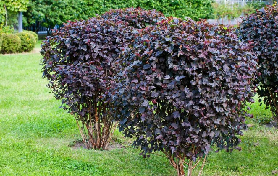 кустарник 6.jpg