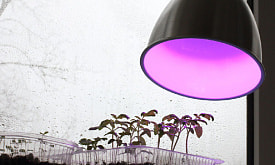 Домашняя подсветка: сколько света действительно нужно рассаде
