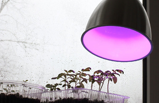 Домашняя подсветка: сколько света действительно нужно рассаде