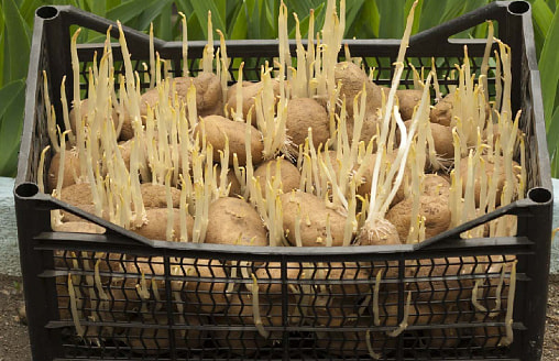 “Картошка прорастает уже в ящике”. Когда в Беларуси действительно пора доставать клубни