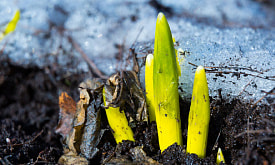Многолетники не проснулись весной: ждать или выкапывать?