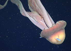 Гигантскую “медузу-призрак” сняли возле Аргентины – она может вырастать длиной с автобус