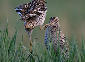 "Хотел показать не просто птиц, а настоящую драму”. Как был сделан снимок, победивший в народном голосовании фотоконкурса “Дикая природа Беларуси 2025”?