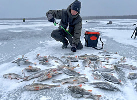 Штраф до 1350 рублей. С 1 марта в Беларуси запрещено ловить эту рыбу