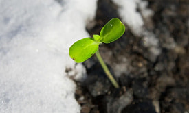 Посев под снег и по снегу: можно ли экспериментировать на даче в январе