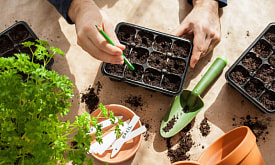 Январь: пора покупать семена. С чего начать?