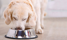 “Пометка “гипоаллергенно” не гарантирует, что у питомца не будет реакции на такой корм”. Как подобрать рацион животным-аллергикам?