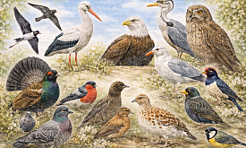 Пернатые Беларуси, которые вас удивят: квиз к Международному дню птиц