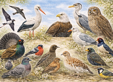 Пернатые Беларуси, которые вас удивят: квиз к Международному дню птиц