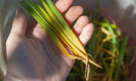 Лук желтеет и начинает гнить в середине лета? Не спешите выкапывать – сначала найдите причину