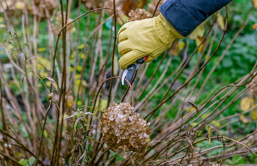 Можно ли обрезать гортензии в марте?