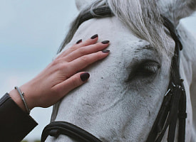 Лошади умеют распознавать страх человека – ученые выяснили, как именно