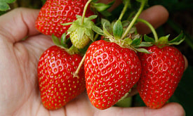 Ремонтантная или обычная? Какую землянику сажать, чтобы не пожалеть