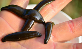 Может голодать годами и предсказывать грозу: разбираемся в суперсилах пиявок