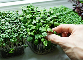 Боремся с авитаминозом и выращиваем микрозелень на подоконнике