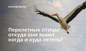 Перелетные птицы: откуда они знают когда и куда лететь? Говорим с орнитологом