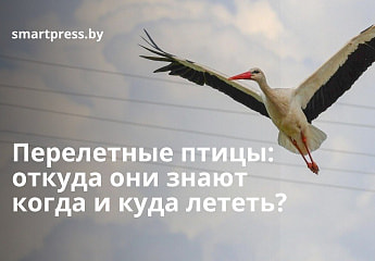 Перелетные птицы: откуда они знают когда и куда лететь? Говорим с орнитологом
