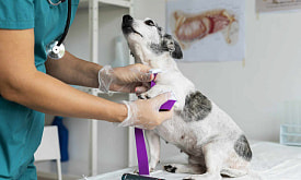 “Можем даже подержать пациента на ручках”. Каких питомцев направляют в стационар, а кого туда не возьмут?