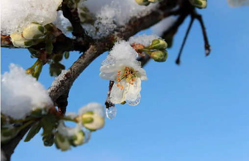 Подмерзла яблоня: как понять, живо ли дерево весной?