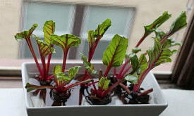 Репа, свекла, кабачки. Какие еще овощи хуже растут через рассаду, чем сразу в грунте?