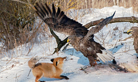 Орланы, лисы и битва за еду: морозное утро в белорусском заказнике в фоторепортаже Smartpress