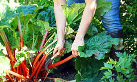 Ревень к маю: самая недооценённая культура для белорусской дачи