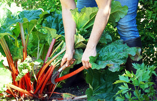 Ревень к маю: самая недооценённая культура для белорусской дачи