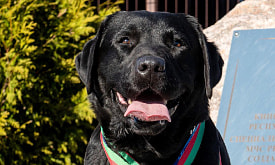 “Сначала думали, не быть Дарку спасателем”. Лабрадор почти 5 лет помогает находить людей