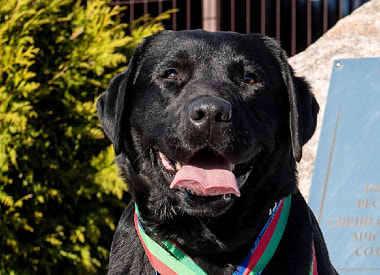 “Сначала думали, не быть Дарку спасателем”. Лабрадор почти 5 лет помогает находить людей