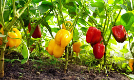 Болгарский перец в открытом грунте: реально ли вырастить на даче без теплицы в белорусском климате