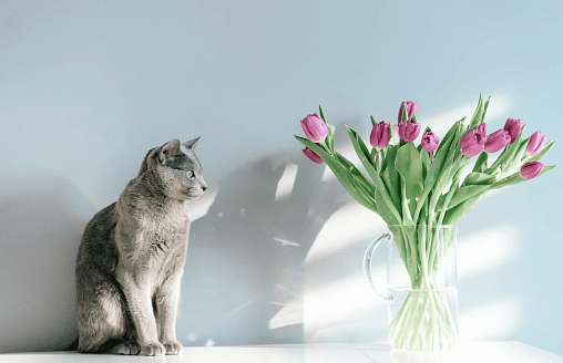 Тюльпаны под запретом? Узнали, какие цветы не стоит дарить владельцам котов и собак