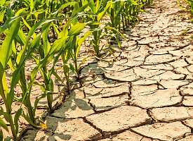 В Беларуси грядёт 10-летняя засуха. Что показали расчёты учёных?
