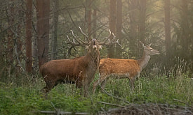 Олени собирают гаремы из-за… людей? Неожиданный тезис с фотовыставки “Дикая природа Беларуси 2025”