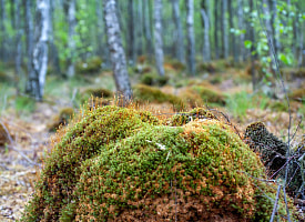 Растет на мертвой древесине: в Беловежской пуще нашли новый вид грибов