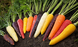 Оранжевая, белая или черная? Какую необычную морковь можно вырастить на своей даче в следующем сезоне