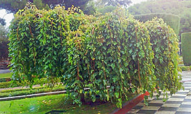 Шелковица на даче: что надо знать перед тем, как её посадить