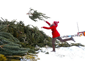 Куда сдать живую ёлку после праздников? Собрали адреса в областных центрах Беларуси