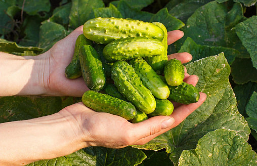 “Родничок” или “китайцы”?” Какие огурцы выбрать для дачи – и не пожалеть летом