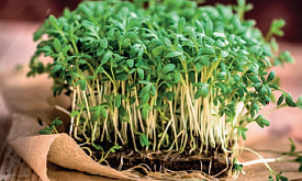 Кресс-салат за три дня: самый быстрый витамин на тарелке