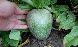 Маргеланская редька: ее сажают только “древние бабушки” или это новый дачный тренд?