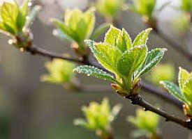 Ночные заморозки и до +17 днем: какая погода ждет белорусов 22 апреля