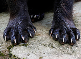 “С когтями и любовью к снегу”: кого поселили в Гродненском зоопарке впервые за всю историю
