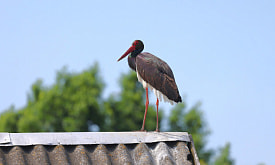 Птичья драма в Клецком районе: черный аист уже 6 лет пытается найти компанию среди белых