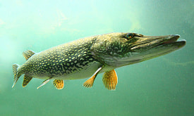 Подводный хамелеон, которому кожа заменяет… уши. Какие суперсилы есть у щуки?