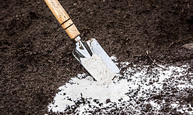 Не только известь: 5 способов раскислить почву, о которых дачники часто забывают