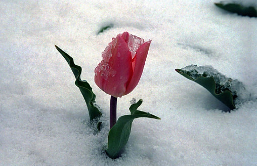 Тюльпаны вылезли слишком рано: спасать или ничего не делать?