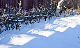 Гортензия, буддлея, роза: почему этим кустарникам на вашей даче страшнее всего мороз -20